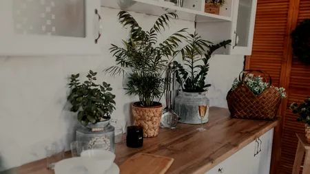 Ce plantă te scapă de MIROSURILE neplăcute din bucătărie. Ajută la creșterea calității aerului și arată frumos