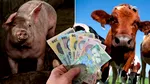 Ultimele zile pentru ajutorul de stat de până la 50.000 de euro pentru crescătorii de bovine și porcine