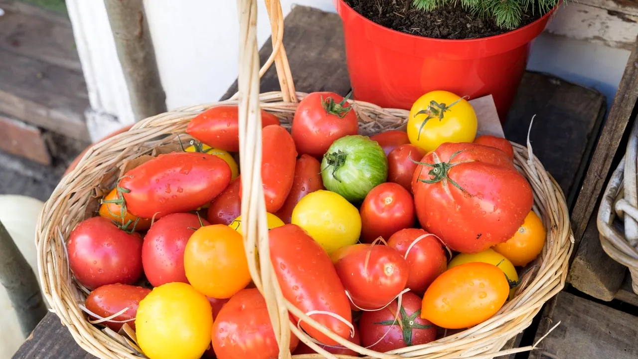 Cinci italieni au pus la cale „Afacerea tomata” în România. Cum au pus mâna pe subvenții de 800.000 de euro fără a cultiva nicio roșie și au mutat banii prin cinci firme ca să li se piardă urma