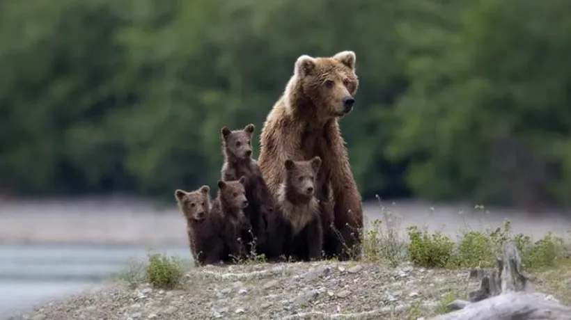 Cum au grijă ursoaicele de puii lor. GALERIE FOTO