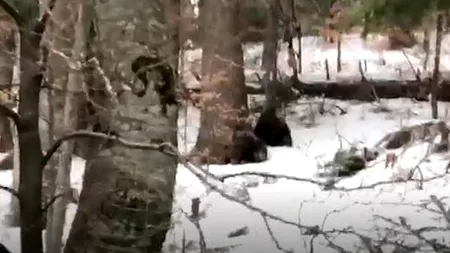 Doi URȘI, filmați la Sinaia, în timp ce mâncau MIERE. Animalele erau pașnice