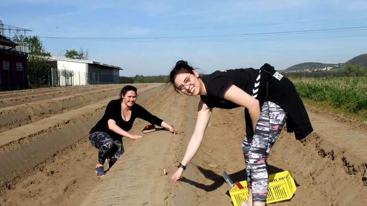 KARMA. Germanii au pus osul la treabă după ce românii nu au mai ajuns pentru a culege sparanghel: „Mă dor toate oasele!”