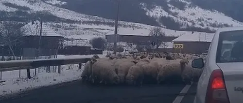 Drum european BLOCAT de o turmă de oi. Mioarele LINGEAU SAREA de pe asfalt