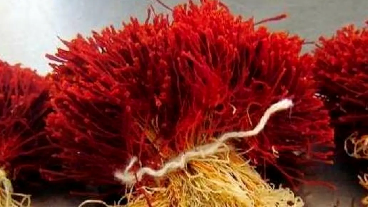 ''Aurul roșu'' cultivat în România: un kilogram costă 14.000 de euro