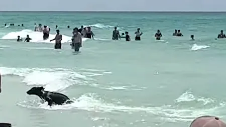 Apariție SURPRINZĂTOARE pe o plajă din Florida. Un urs a înotat în ocean printre turiști, apoi a fugit către dunele de nisip 