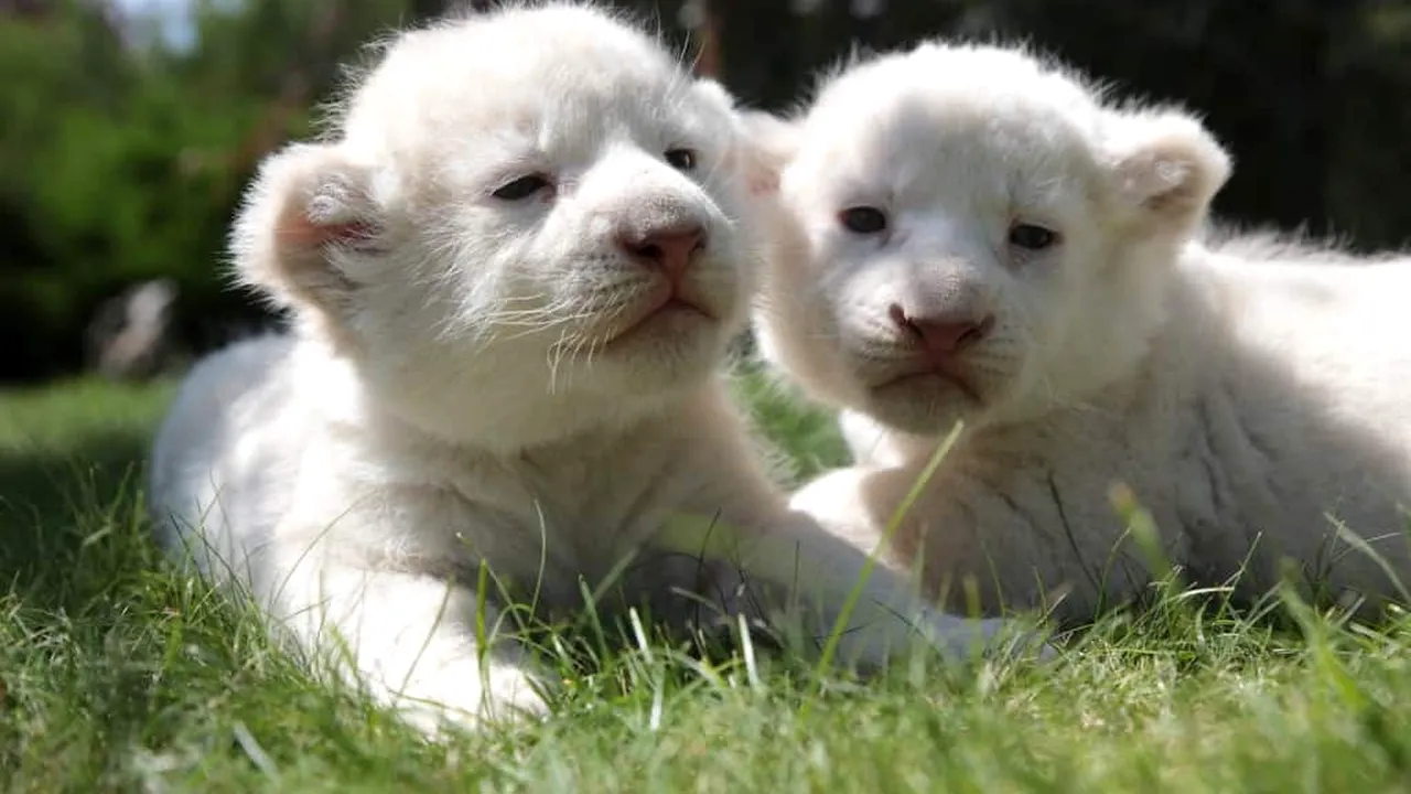 Miracol de Crăciun la Zoo. Cum arată cei doi pui de leu extrem de rari care abia s-au născut