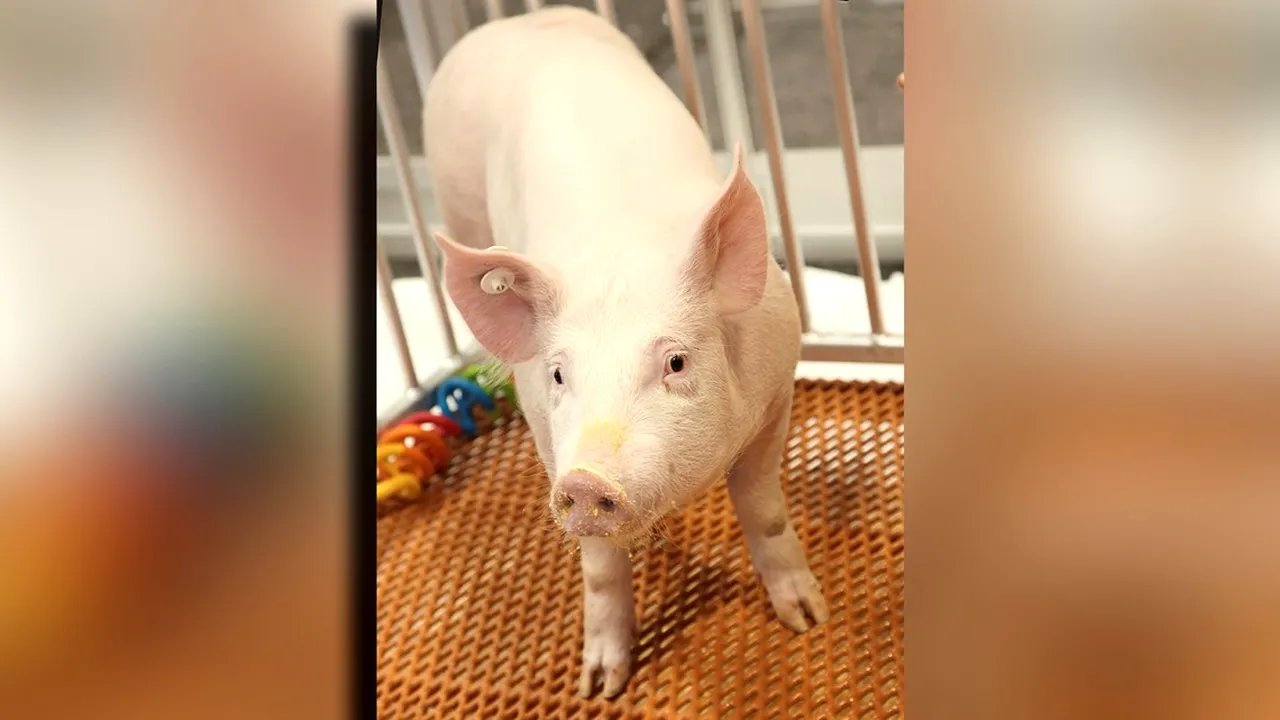 Primul transplant de rinichi de la un animal la om, testat cu succes. Ce ar putea însemna pentru viitorul transplanturilor de organe