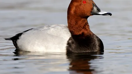 Una din cinci specii de păsări din Europa este amenințată cu dispariția