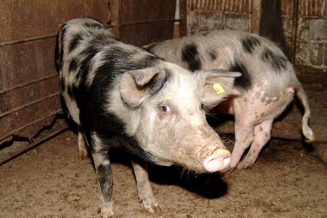 Porci afectați de pesta