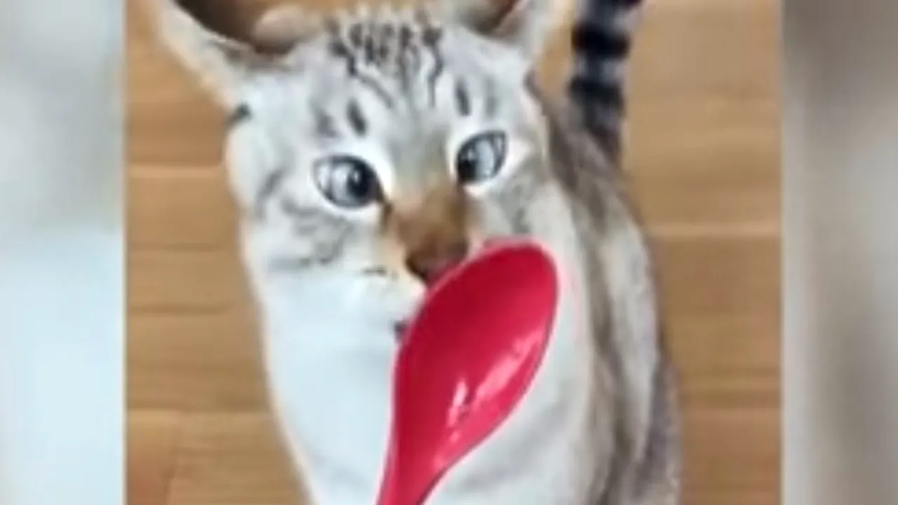 La început au crezut că e un pisoi obișnuit. Detaliul care l-a făcut însă  celebru pe internet