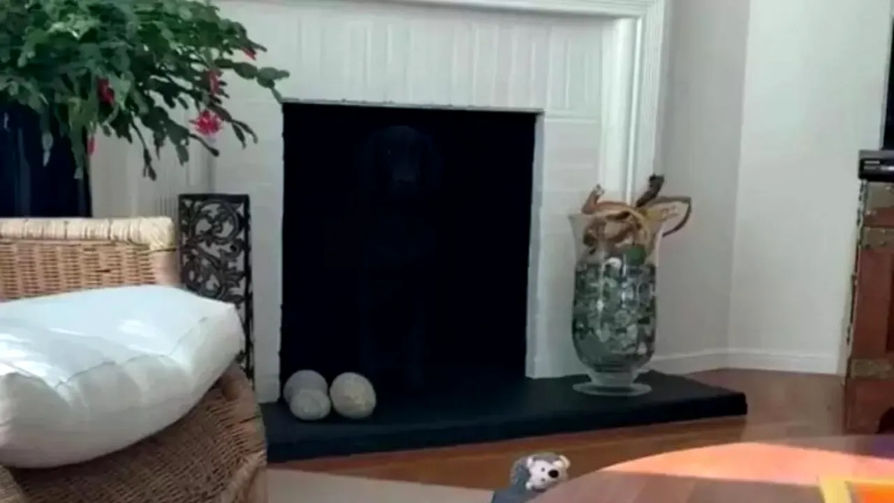 Iluzie optică virală | Găsiți câinele din această imagine! Cei cu un IQ superior îl văd în 10 secunde