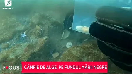 Câmpie de alge, pe fundul Mării Negre. Va ajuta la refacerea ecosistemului din sudul litoralului