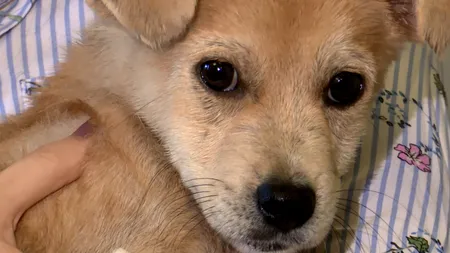 #cugandullaanimale. Bruno, un cățeluș norocos, care a fost salvat de la moarte de spitalul din România în care fiecare pacient este foarte important
