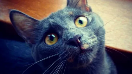 Un lucru interesant despre felinele noastre preferate: mieunăturile pisicii îți sunt adresate doar ție