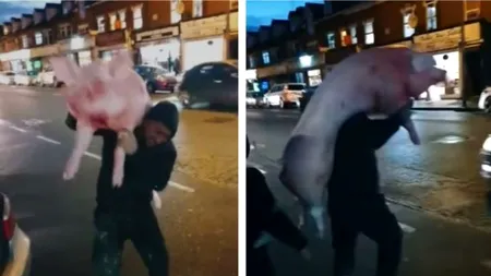 VIDEO. Imagini incredibile. Trei români au șocat Londra: Au tăiat porcul și au defilat cu el prin oraș