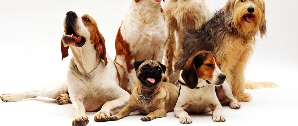 (P) Cele mai îndrăgite și populare rase de câini