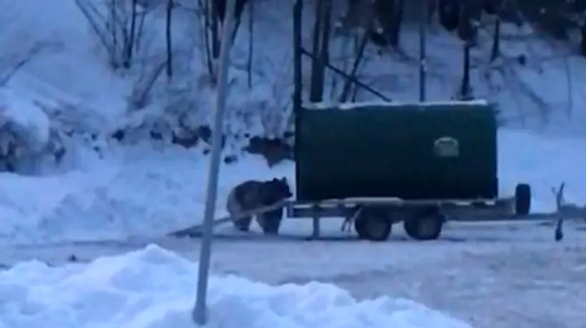 A fost prins ursul care a fugărit un schior pe pârtia din Predeal. Ce s-a întâmplat cu animalul (VIDEO)