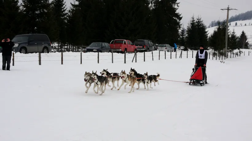 Concurs inedit în Pasul Tihuța: Sănii trase de câini Husky. GALERIE FOTO