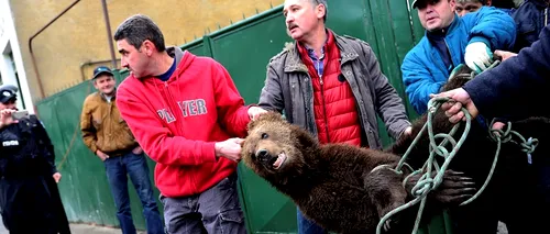 Ce se va întâmpla cu puiul de urs găsit în pivnița unei case din Sibiu