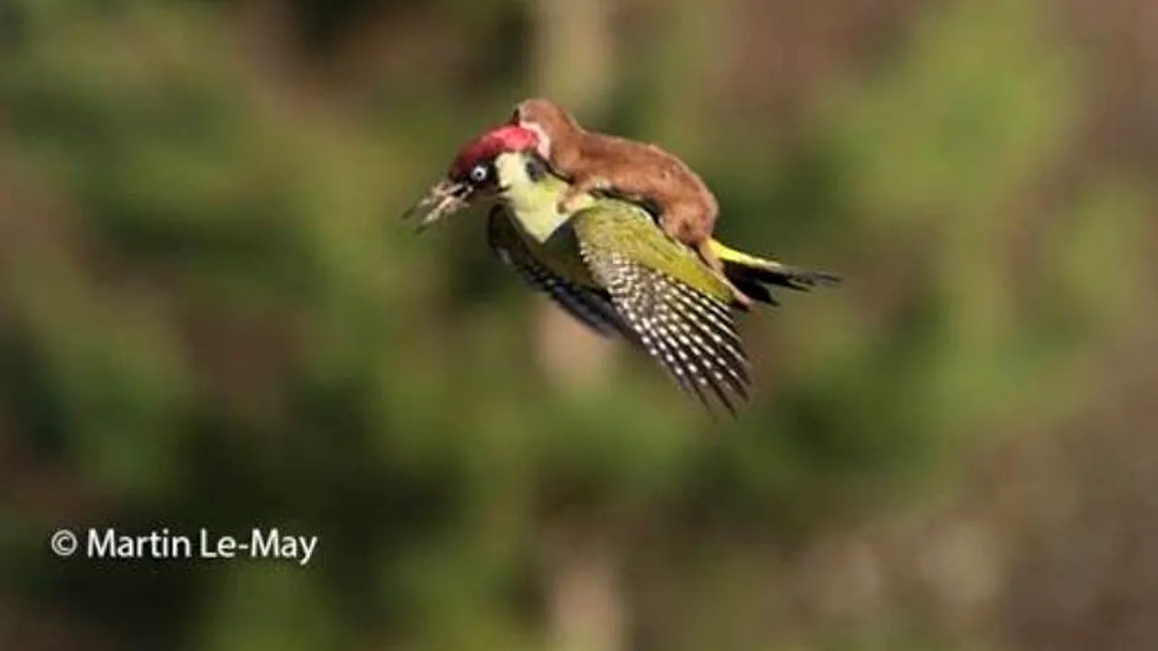 Fotografia săptămânii. Adevărata poveste din spatele acestei imagini 