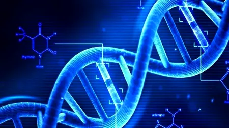 Primul om făcut în laborator. Când va fi produs acesta