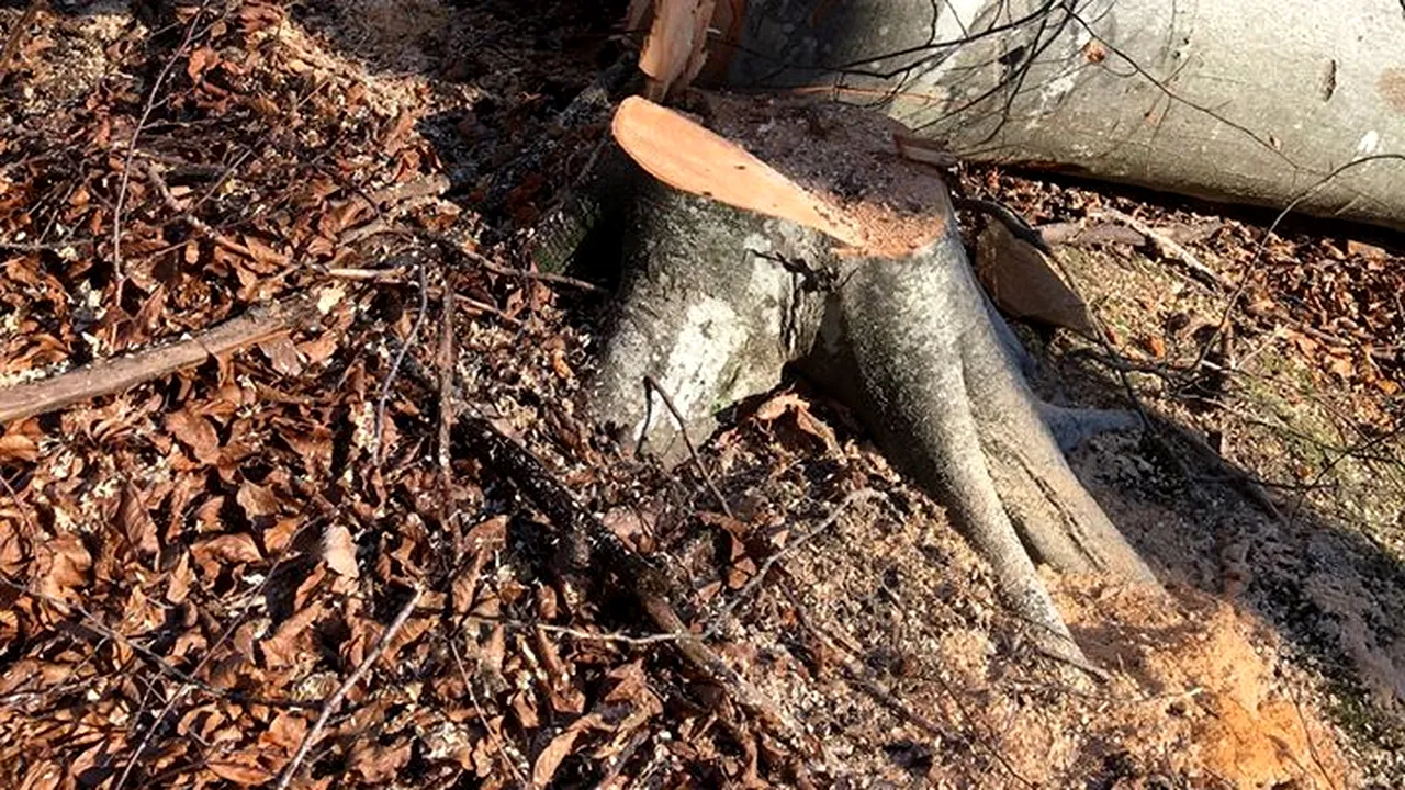 Un român în vârstă de 25 de ani A MURIT în Italia, după ce un copac l-a lovit direct în piept