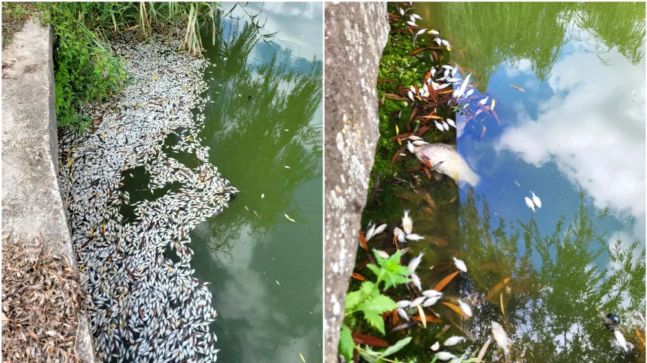 Mii de pești MORȚI descoperiți într-un lac din Cluj-Napoca: „Un loc frumos s-a transformat practic într-un cimitir de animale”