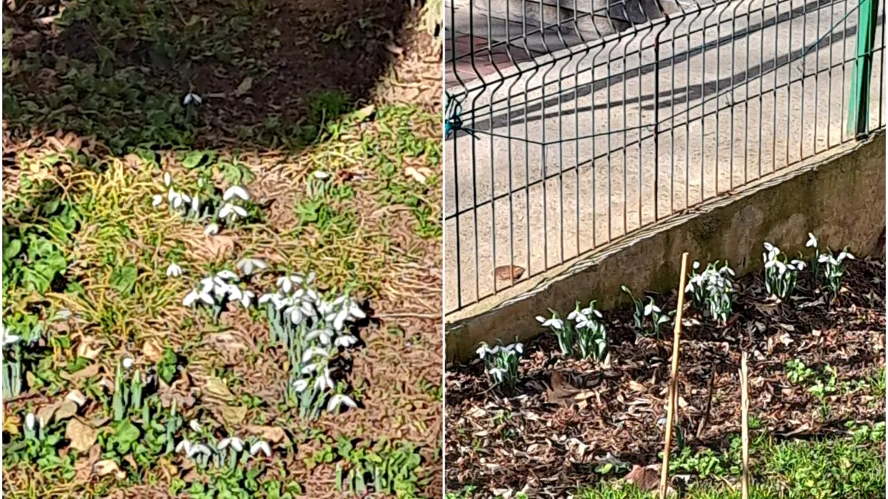 FOTO | Record de temperatură în România! În București au înflorit ghioceii