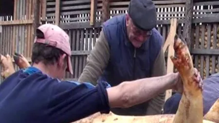 FOTO. Un bistrițean susține că a sacrificat cel mai mare porc din țară. 