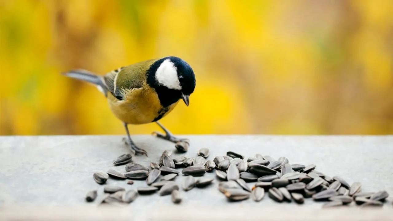 (P) Adio plictiseală! 15 idei de activități pentru luna ianuarie