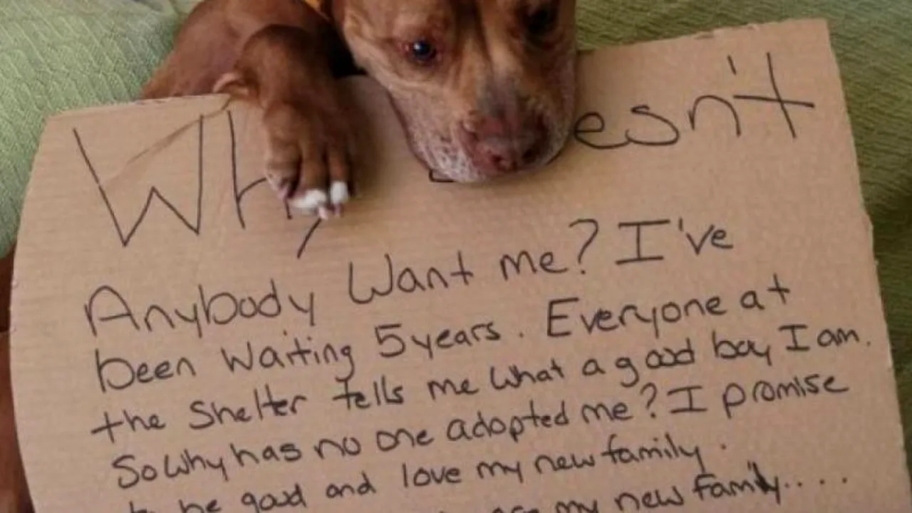 Șeful unui adăpost din New York a postat acest mesaj pe Facebook. Ce s-a întâmplat la scurt timp 