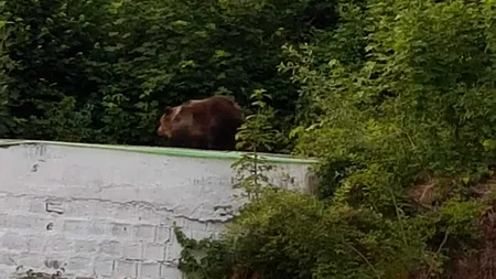 O familie de urși pe un garaj din Băile Tușnad. Borboly Csaba: Se plimbă zilnic în oraș