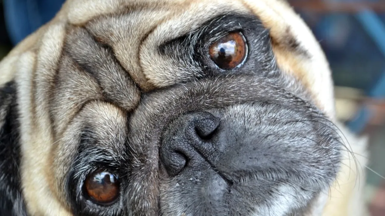 COVID-19 LA ANIMALE. Un mops, primul câine testat pozitiv pentru noul coronavirus în SUA