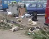 Slătinenii, terorizați de câinii maidanezi. 2.000 de câini fără stăpân pe străzile din municipiul