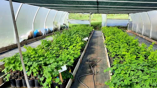 Specialiștii în Viticultură de la Universitatea de Agronomie din Iași vând soiuri de viță 100% naturale pentru pasionații de grădinărit