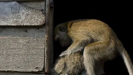 Puricii din blana democrației
