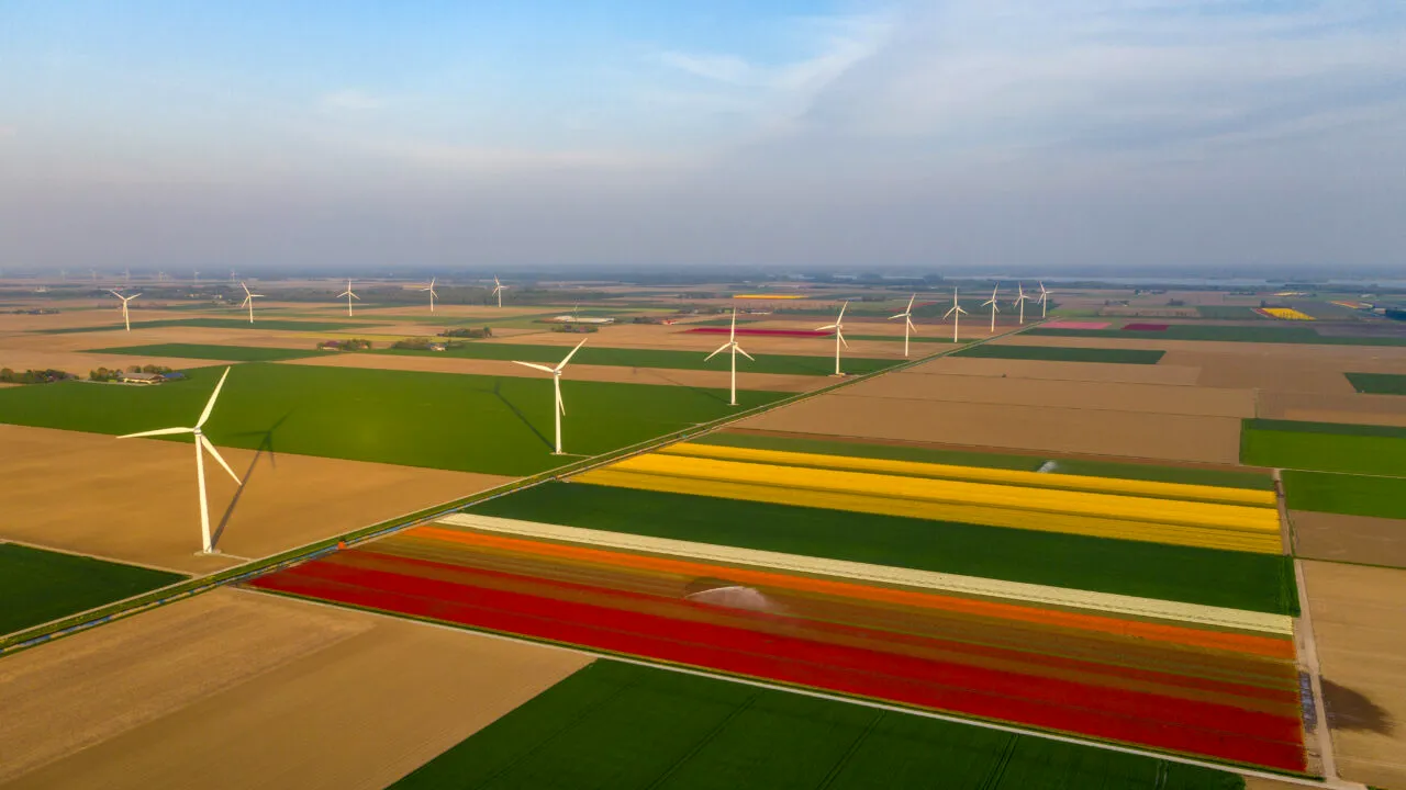 GALERIE FOTO: Câmpurile olandeze de lalele. Când a fost plantată prima lalea în această țară