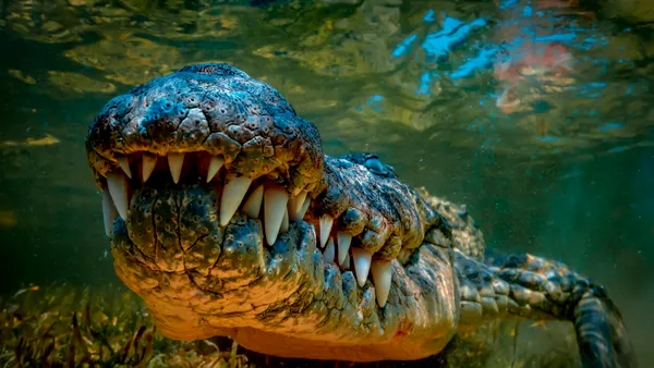 Țara care recurge la crocodili și șerpi veninoși pentru a combate migrația ilegală