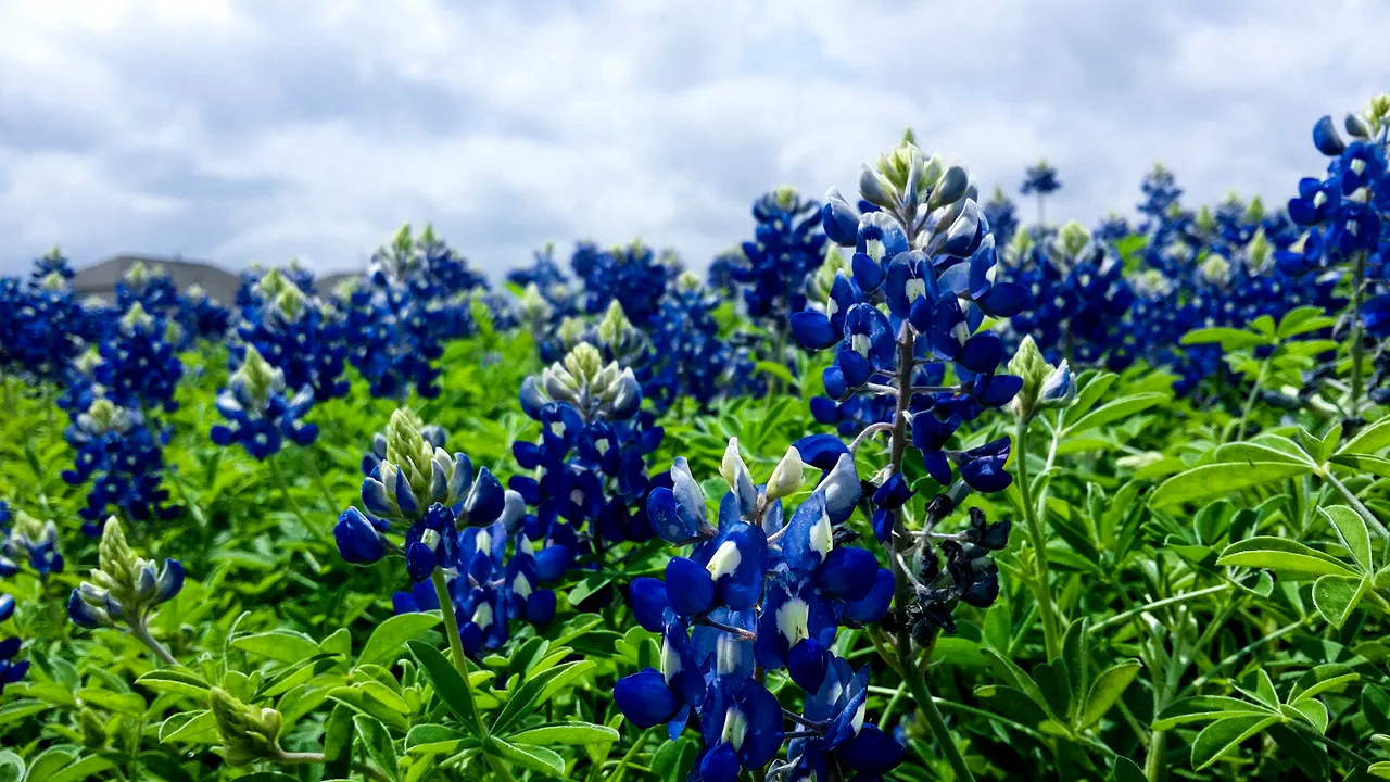 A fost găsit cel mai mare dușman al plantelor. Câte sunt pe cale de dispariție