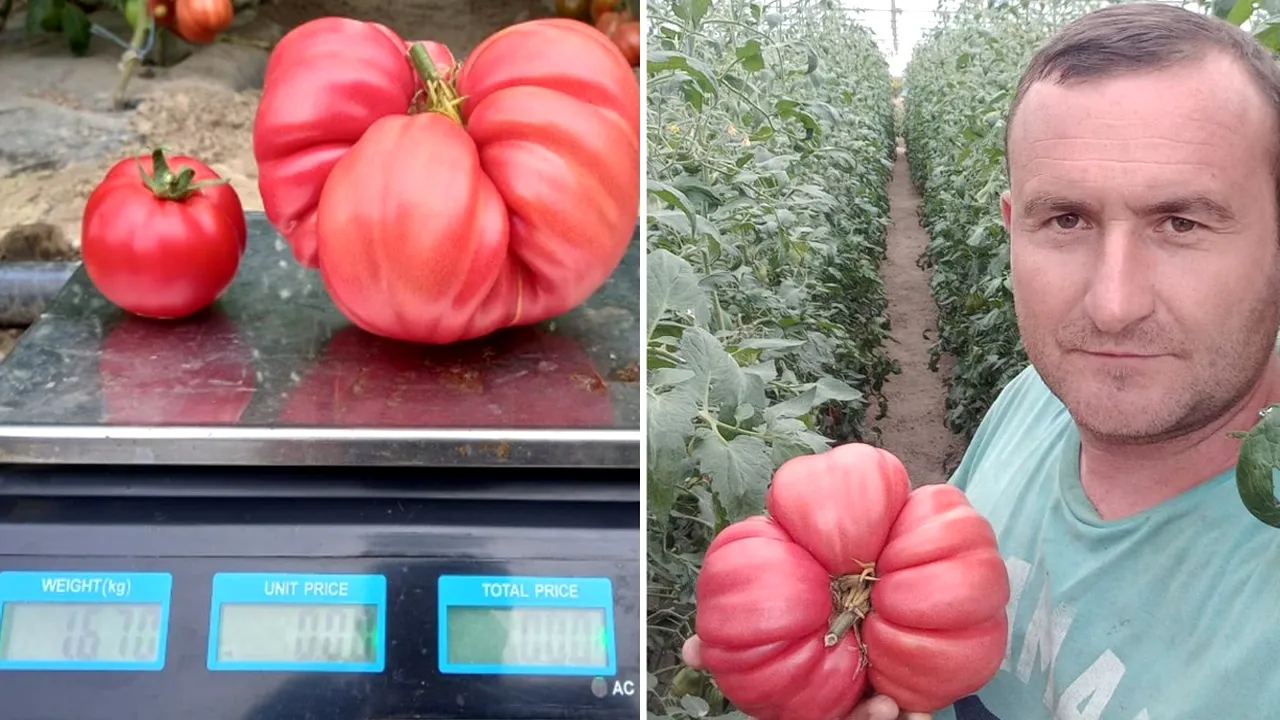 Povestea fermierului din Gorj care crește un soi de roșii GIGANTICE, cea mai mare cântărind peste 1,5 kilograme: „Clienții îmi cereau roșii cu gust”