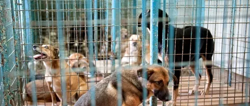 Autoritățile belgiene avertizează cu privire la un transport de câini vagabonzi din România