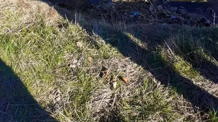 Sute de kilograme de oase de animale, descoperite pe malul râului Cotmeana. Autoritățile au demarat o anchetă