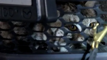 L-a lovit cu mașina, apoi a avut parte de o surpriză. „Este un miracol de Anul Nou