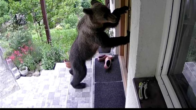 FOTO | Imagini fabuloase cu un urs care încearcă ușa unei case din Brașov