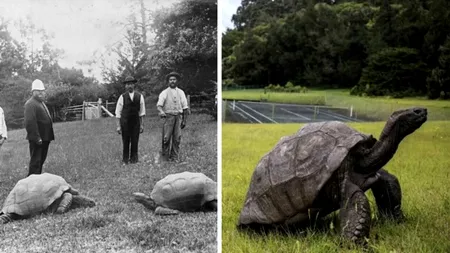 Cercetătorii au descoperit de ce este încă în viață cel mai bătrân animal terestru din lume. Broasca țestoasă Jonathan are aproape 200 de ani