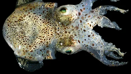 Inovație pentru soldații americani: calamarii, soluția pentru a putea deveni invizibili