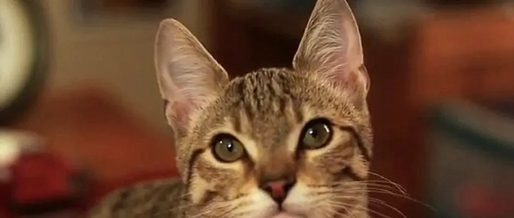 VIDEO. Cum a devenit pisica Jedi o forță pe internet