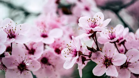 Mesaje de Florii. Cele mai frumoase SMS-uri, urări și felicitări pe care poți să le trimiți oamenilor dragi