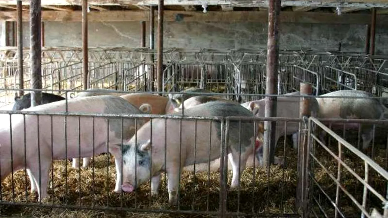 Un nou conflict Rusia-UE. Bruxelles-ul sesizează OMC și strigă: Porcul european e ținut ostatic de ruși! CORESPONDENȚĂ GÂNDUL