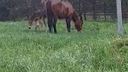 Situație inedită la Iași! O iapă a adus pe lume un mânz într-o benzinărie. Cum a ajuns acolo